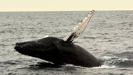 Ballena franca austral. Foto: Unsplash.