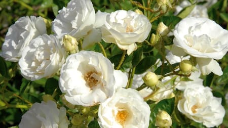 Elegante, resistente y llena de flores: la trepadora ideal para renovar tu hogar