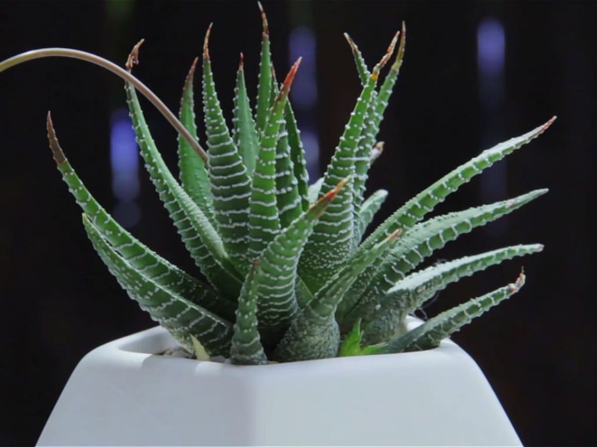 La planta cebra, la planta ideal para los principiantes en jardinería
