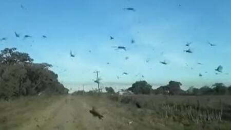 Invasión de langostas, EuroNews