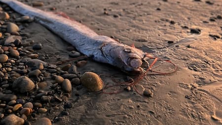 Pez remo. Foto: Facebook Scripps Institution of Oceanography.