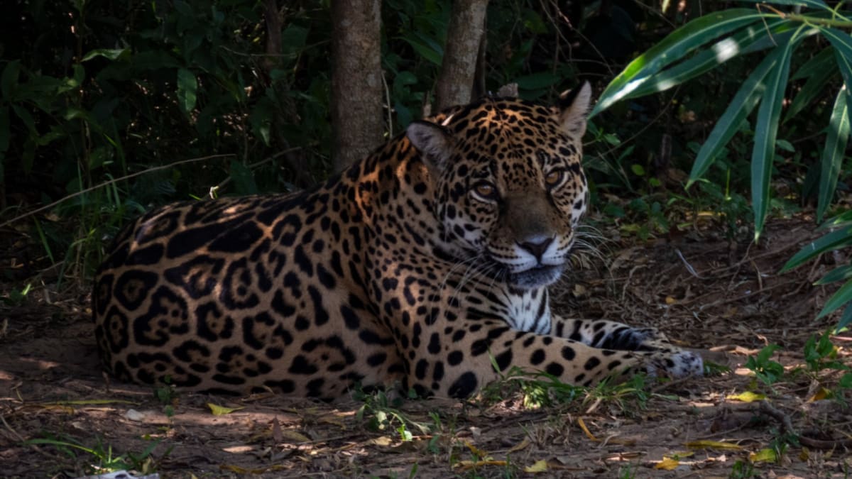 El yaguareté está declarado Monumento Natural Nacional y se encuentra en peligro crítico de extinción en la Argentina.