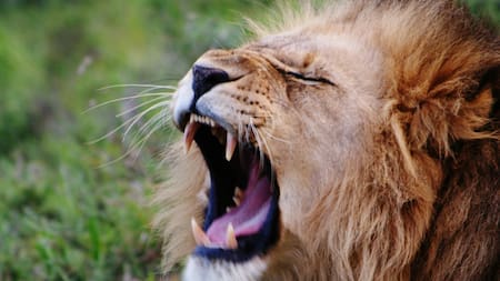 León. Foto Unsplash.