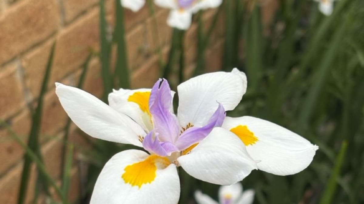 La flor de la Neomarica gracilis se destaca por sus pétalos blancos con manchas marrones y detalles azulados, que le dan un aspecto exótico similar al de las orquídeas.
