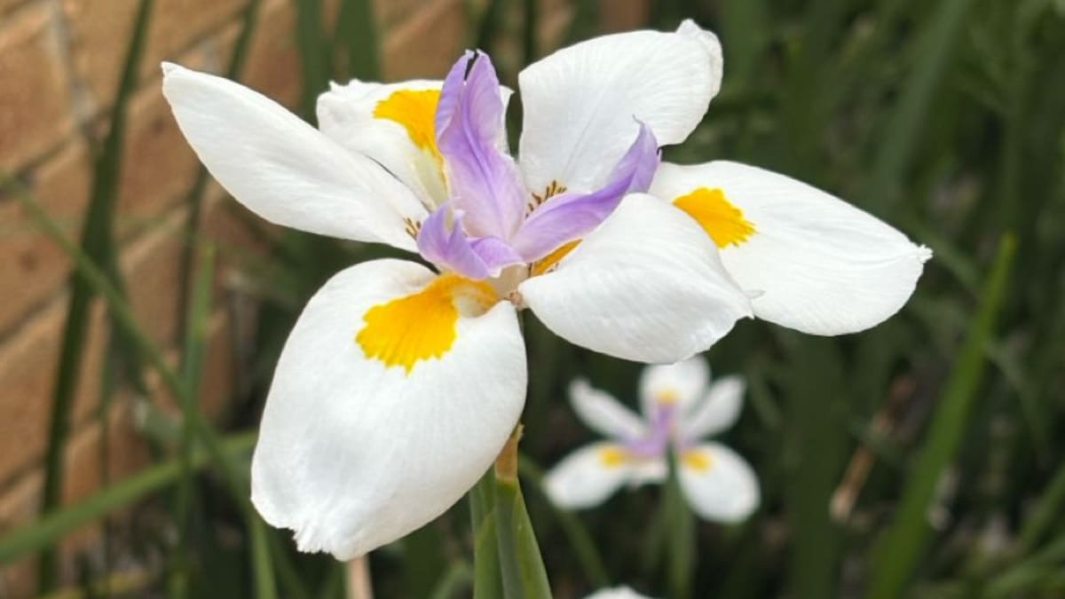 Los jardineros la llaman “falsa orquídea”: la planta que crece en maceta, florece en primavera y aporta mucho color a tu jardín