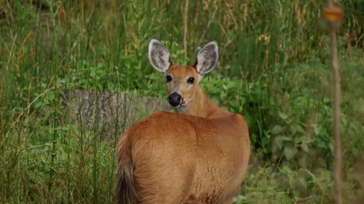 Turismo de naturaleza en el Delta del Paraná.