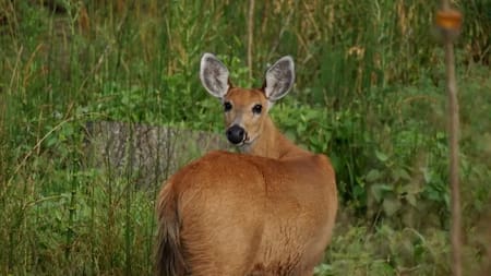 Bati-turismo científico y de naturaleza a pocos kilómetros de Buenos Aires: una escapada diferente