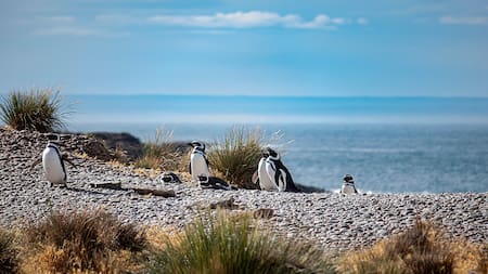 Una joyita de Chubut: dónde se puede visitar la mayor colonia de pingüinos de Magallanes y cuánto sale la entrada