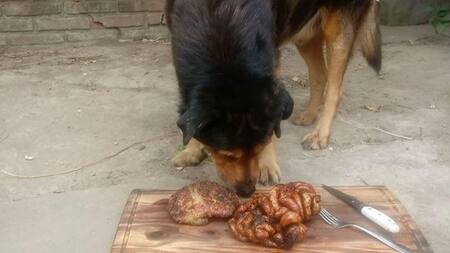 Perro que cumplió 15 años - Le hicieron asado