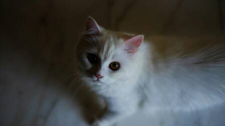 Gato blanco. Foto: Unsplash.