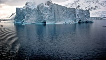 El pez de la Antártida que preocupa a los científicos: podría estar ligado al cambio climático en los ecosistemas