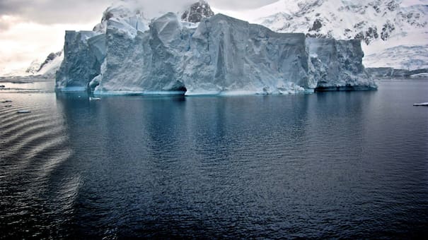 El pez de la Antártida que preocupa a los científicos: podría estar ligado al cambio climático en los ecosistemas