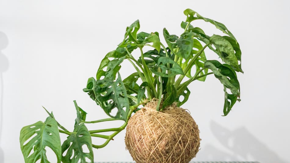 Cómo mantener tus plantas radiantes todo el año.