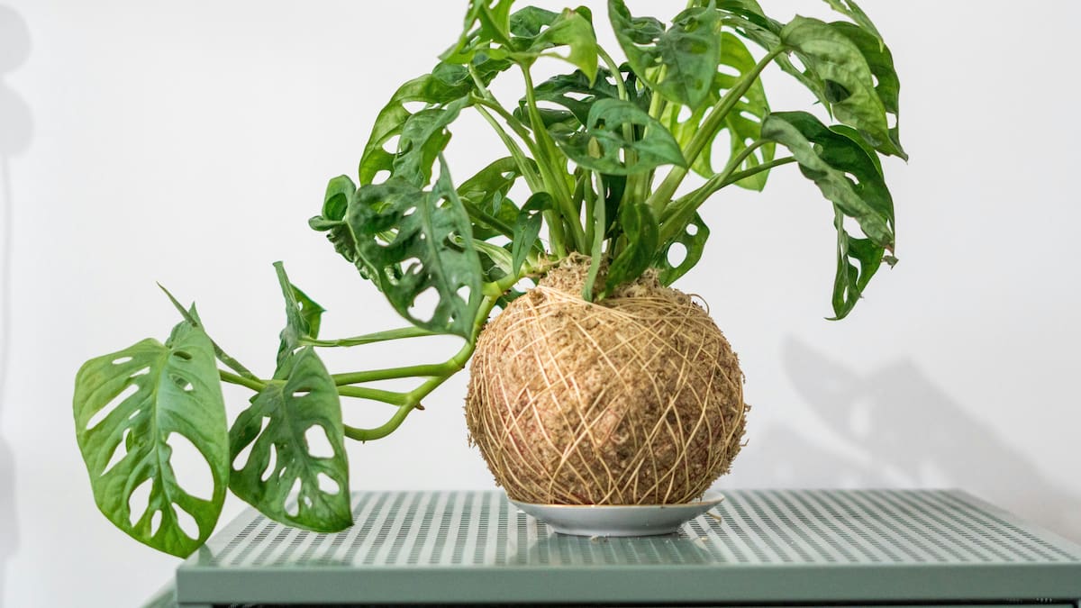 Cómo mantener tus plantas radiantes todo el año: el cuidado que marca la diferencia