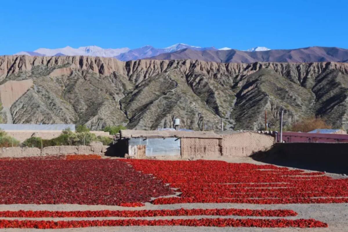 Campos de pimientos secándose al sol tiñen de rojo los Valles Calchaquíes durante el otoño, en una postal típica de la producción artesanal del pimentón salteño.