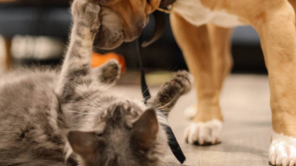 Perros y gatos. Foto: Unsplash