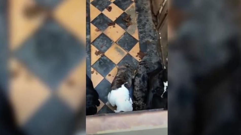 Rescataron 22 perros de criadero clandestino
