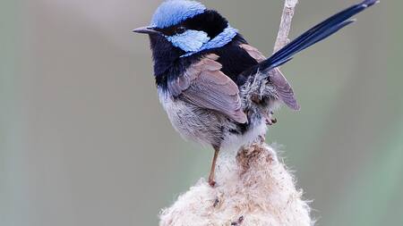 Maluro soberbio (Malurus cyaneus). Foto: X.