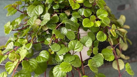 La planta del dinero, Plectranthus verticillatus.