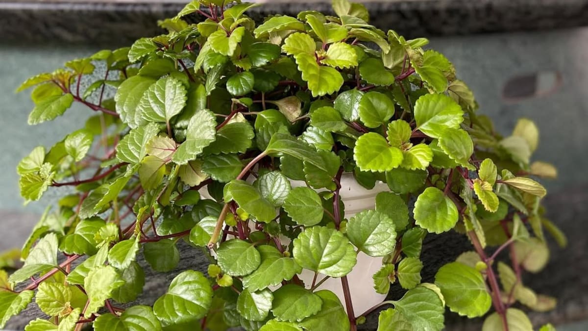 Atrae abundancia, es bella y poderosa: la planta ideal para recibir el 2026 con prosperidad