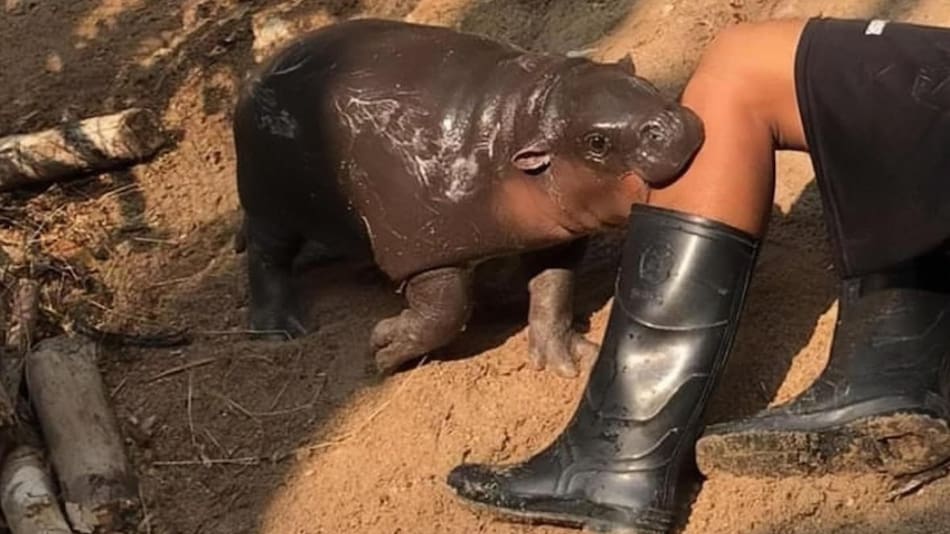 Moo Deng, el bebé de hipopótamo pigmeo que es furor en las redes. Fuente: EFE