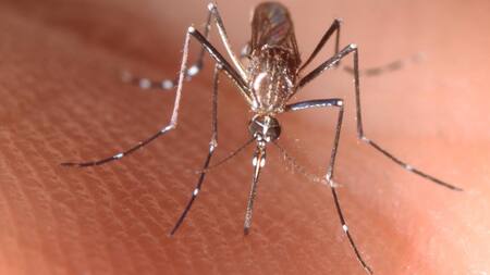 Hembra adulta de un Aedes aegypti, el mosquito transmisor de la fiebre amarilla. Foto: EFE.