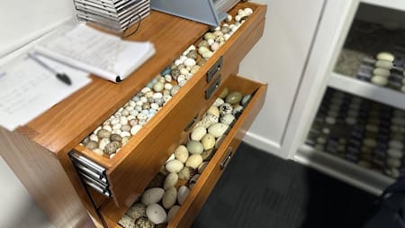 Millonario operativo en Australia. Foto: EFE