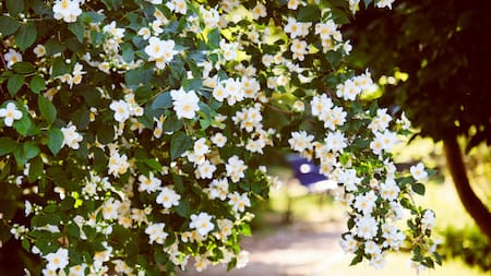 Planta de jazmín. Foto PEXELS