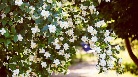 Planta de jazmín. Foto PEXELS