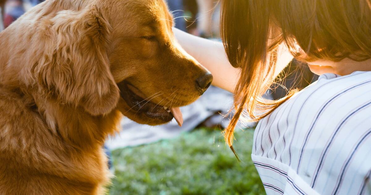 Googie Perro Fragancia única: cómo hacer para que mi perro siempre huela bien sin ...