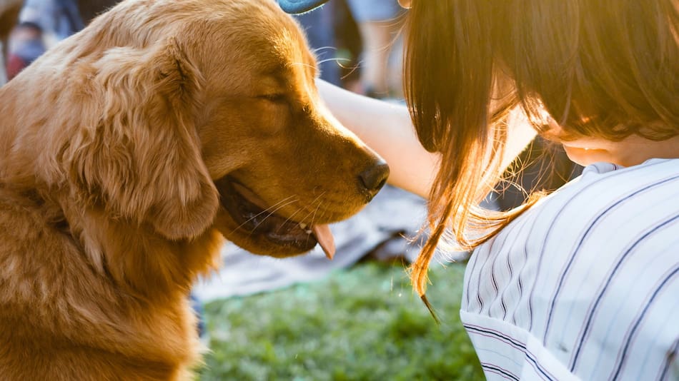 Perro. Foto: Unsplash