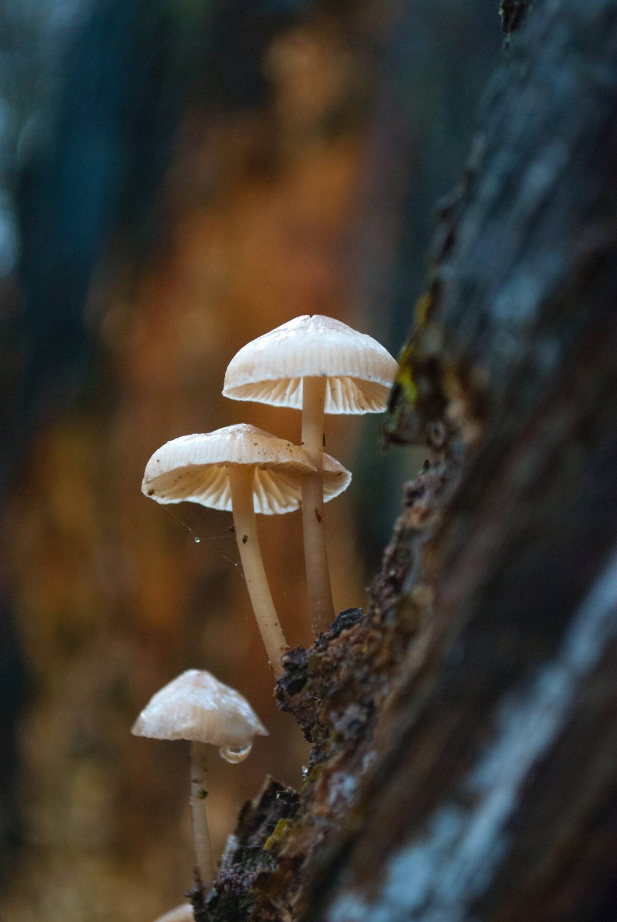 Los hongos letales pueden medir hasta 15 cm de alto. Unsplash.