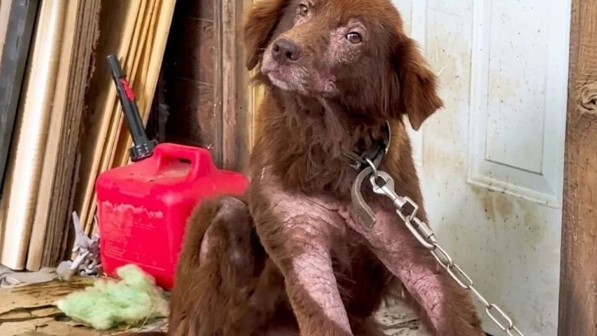 Pasó años encadenada y su reacción al ser rescatada conmovió al mundo: la increíble historia de resiliencia de la perra Cinnamon