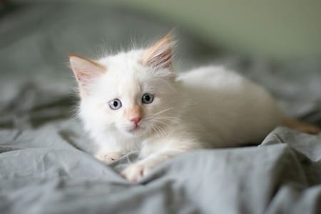 Gato blanco. Foto: Unsplash.