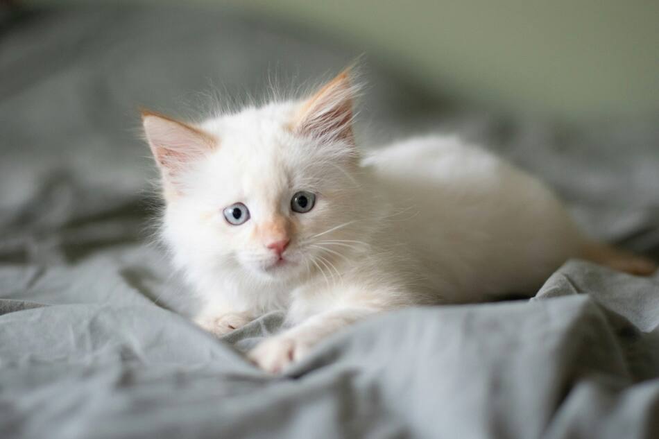 Gato blanco. Foto: Unsplash.