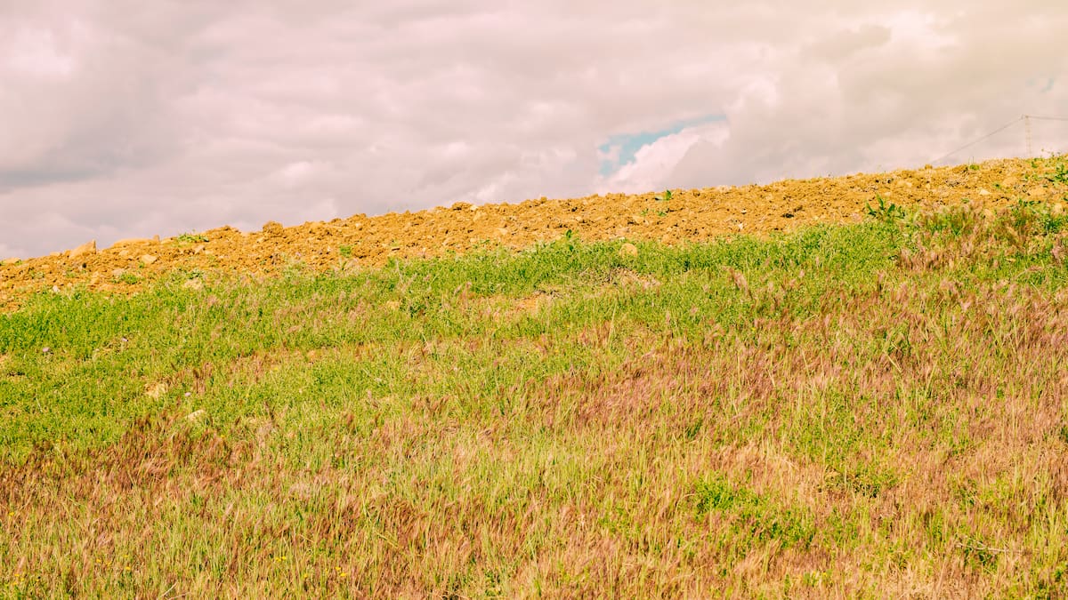Chau pasto amarillo