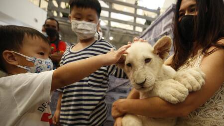 Cachorro de león. Foto: EFE.