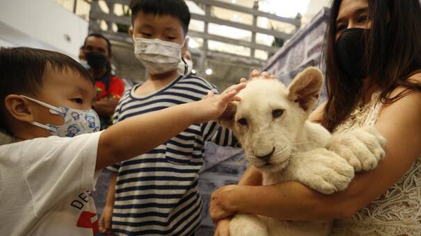 Una mujer es detenida en Tailandia por criar a un cachorro de león en un cuarto de hotel