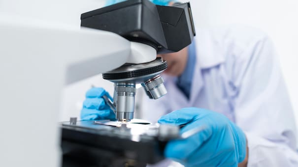 El hongo de la “maldición de Tutankamón” podría salvar vidas: descubren su potencial para combatir el cáncer