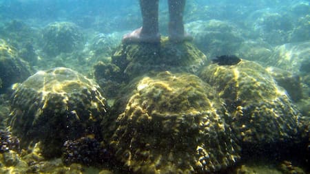 Tailandia ordenó el cierre masivo de parques marinos debido al blanqueamiento del coral