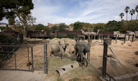 Yoyo, elefanta africana del zoo de Barcelona.