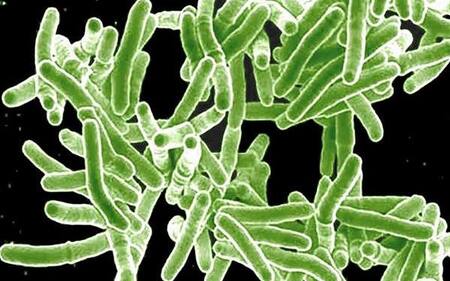 ¿Cuáles son las superbacterias más resistentes? Acinetobacter baumannii