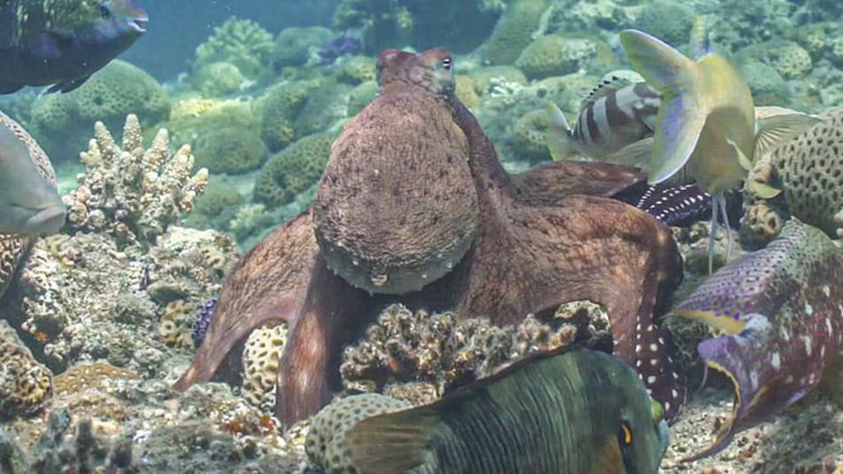 La insólita alianza de los pulpos y peces para cazar. Foto: EFE