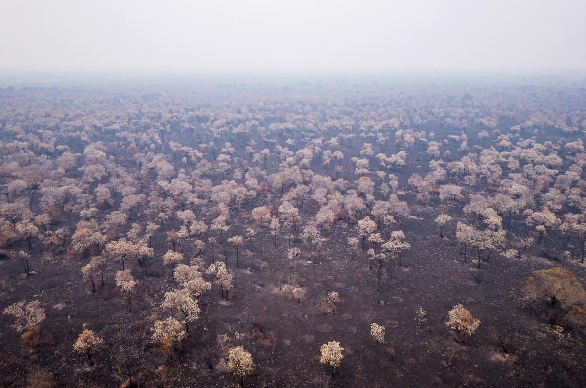 Las cenizas de los incendios del Pantanal brasileño. Foto: EFE