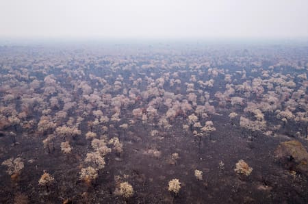 Las cenizas de los incendios del Pantanal brasileño. Foto: EFE