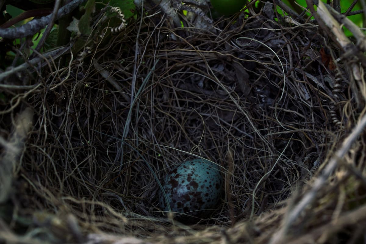 Huevo de tordo. Foto: Freepik