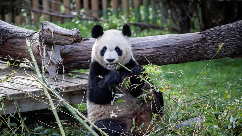 La pareja de pandas viaja desde China a España. Foto: EFE.