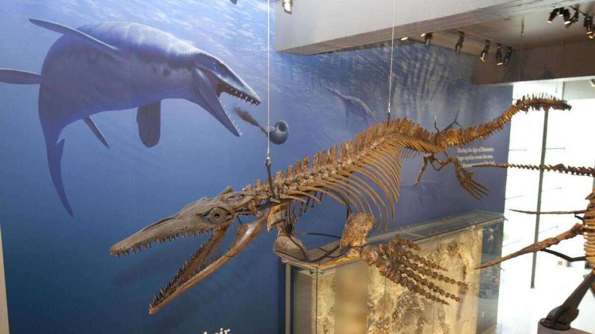 Dragón azul de Wakayama. Foto: X
