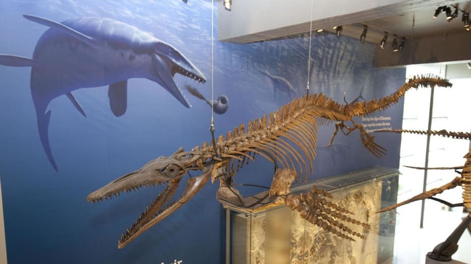 Dragón azul de Wakayama. Foto: X