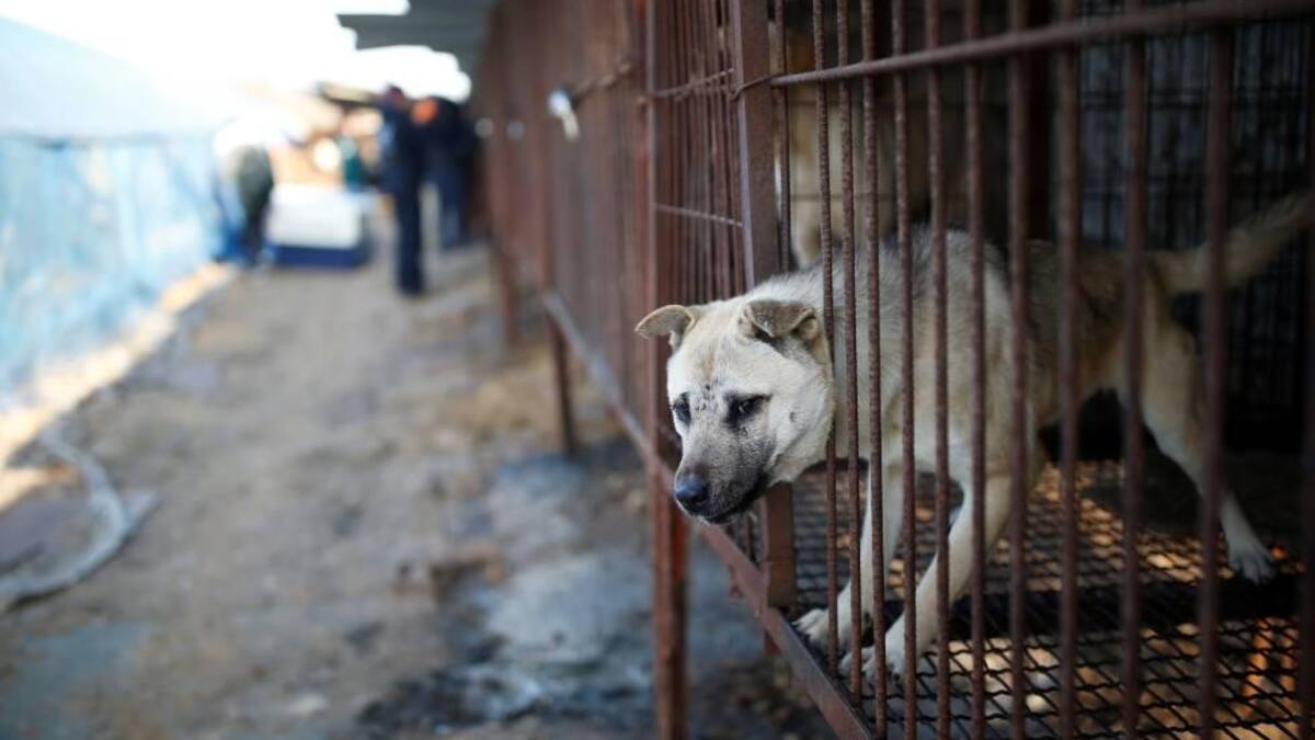 Perros, Camboya